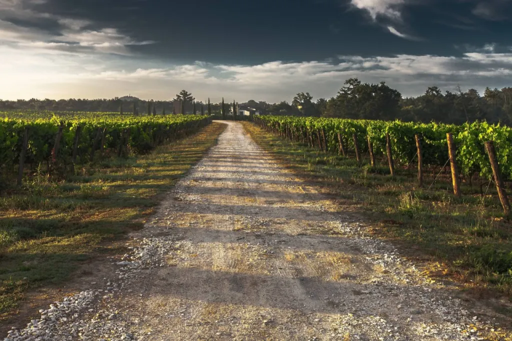 Vignoble Œnotourisme Cassis Domaine de la Ferme Blanche