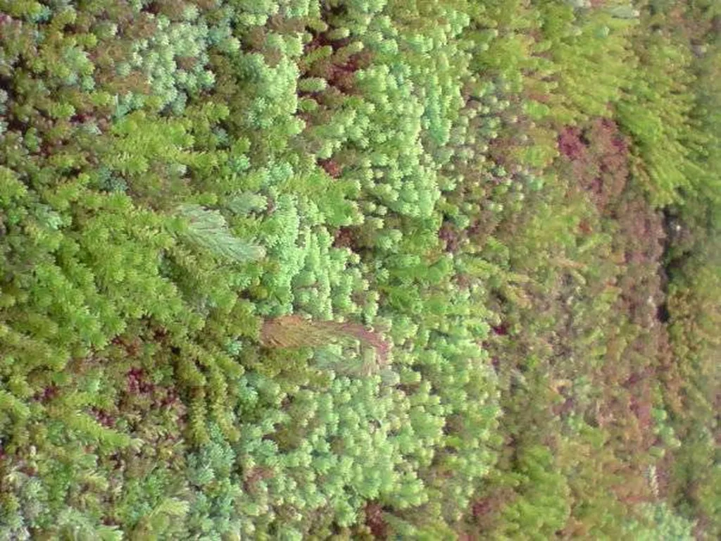 Pourquoi opter pour la création d’un toit végétalisé ou toit vert dans ma propriété à Biscarrosse