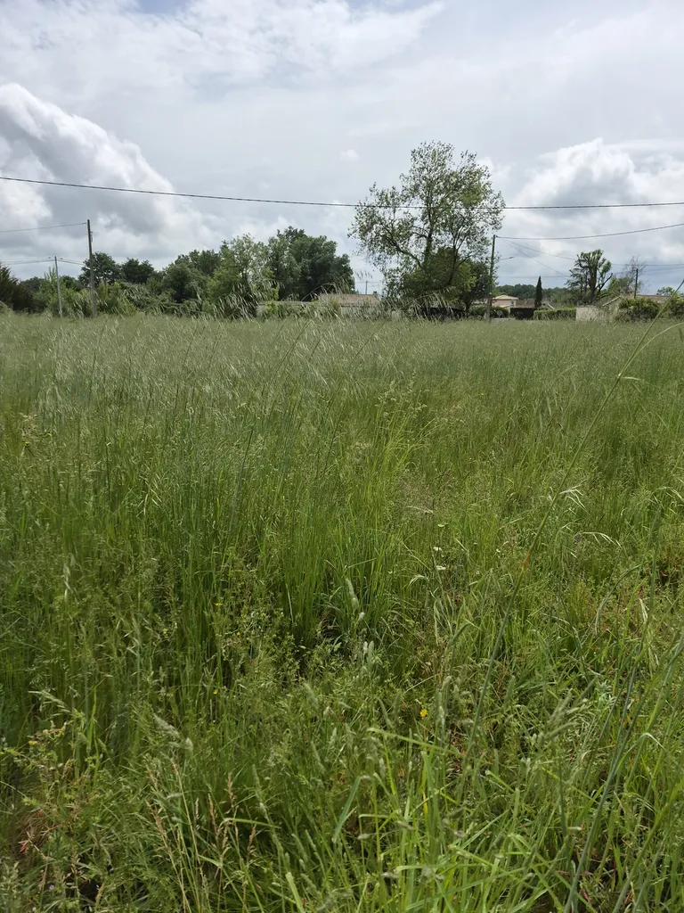terrain