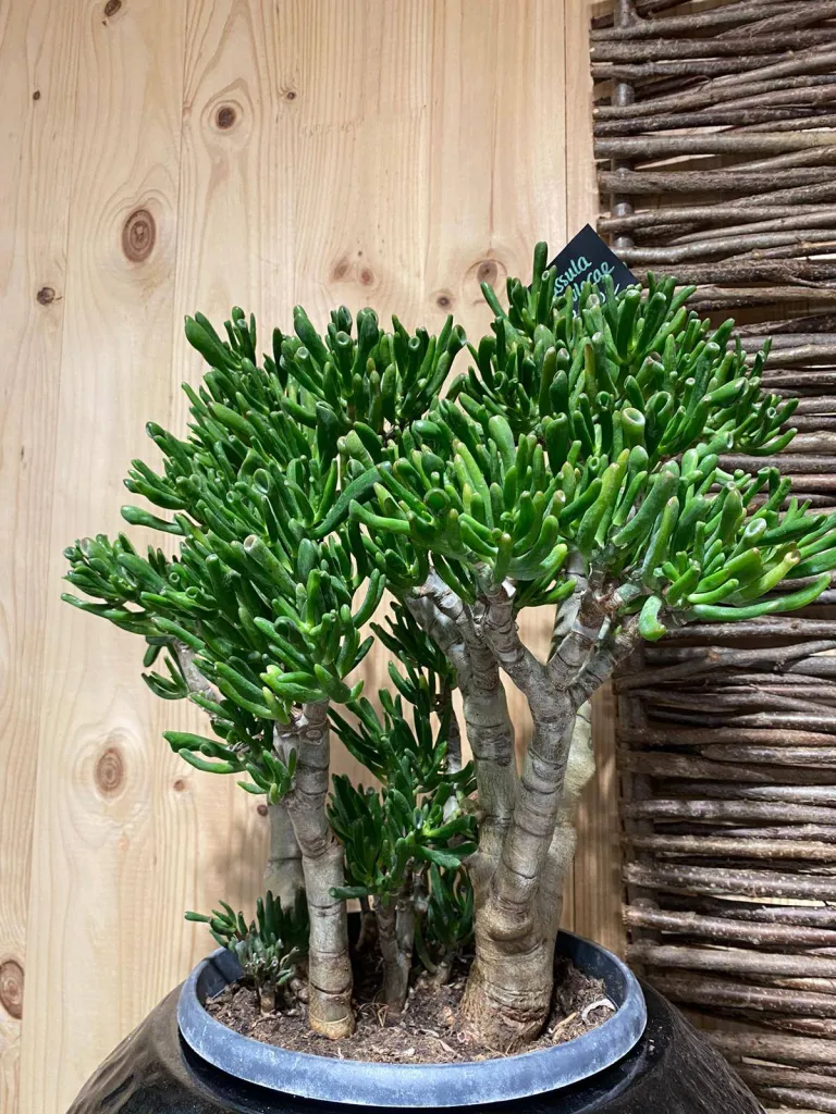 VÉGÉTAUX D'INTÉRIEUR