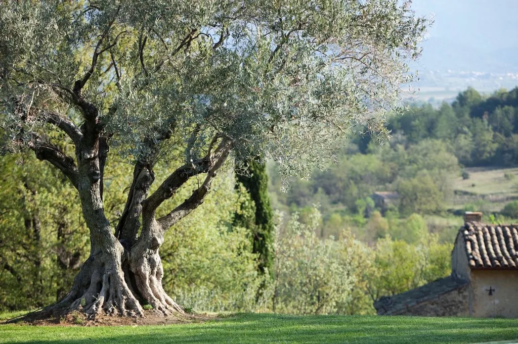 Centenary olive tree in the Luberon