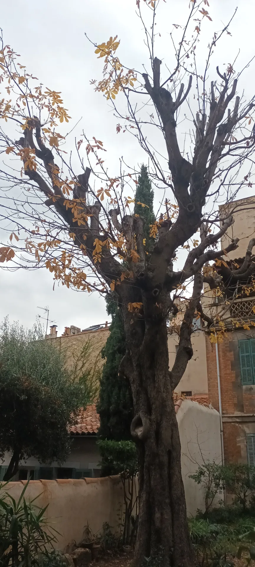Élagage d'un gros maronier dans le 8ème à Marseille. 
