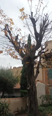 Élagage d'un gros maronier dans le 8ème à Marseille. 