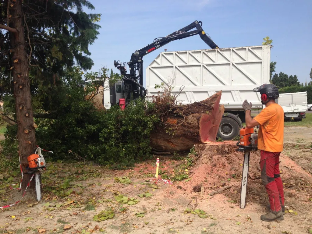 Abattage d’un gros platane à Berbentane à côté d’Avignon