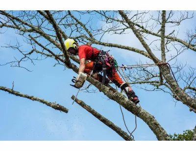 Entreprise certifiée Qualipaysage à Avignon, pour la taille et l'élagage d’arbres dans le Vaucluse