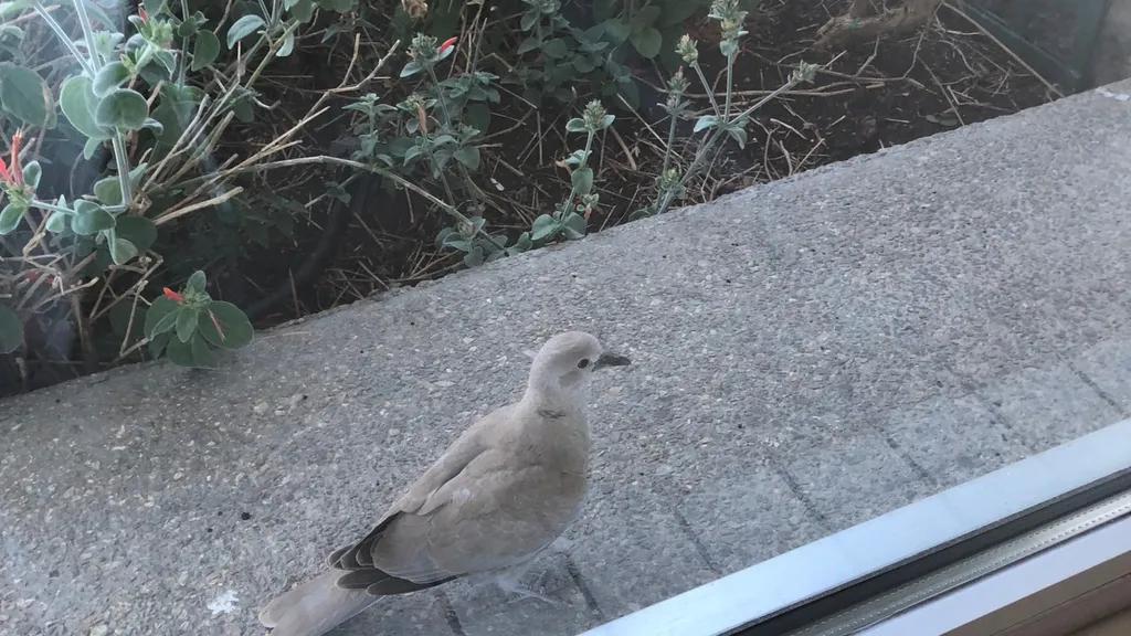Mise en place de coupelle Bird free sur le rebord d’une fenêtre d’un appartement situé dans un immeuble d’Avignon centre