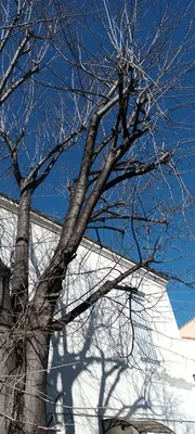 Elagage d'un tilleul dans le 12ème à montolivet.