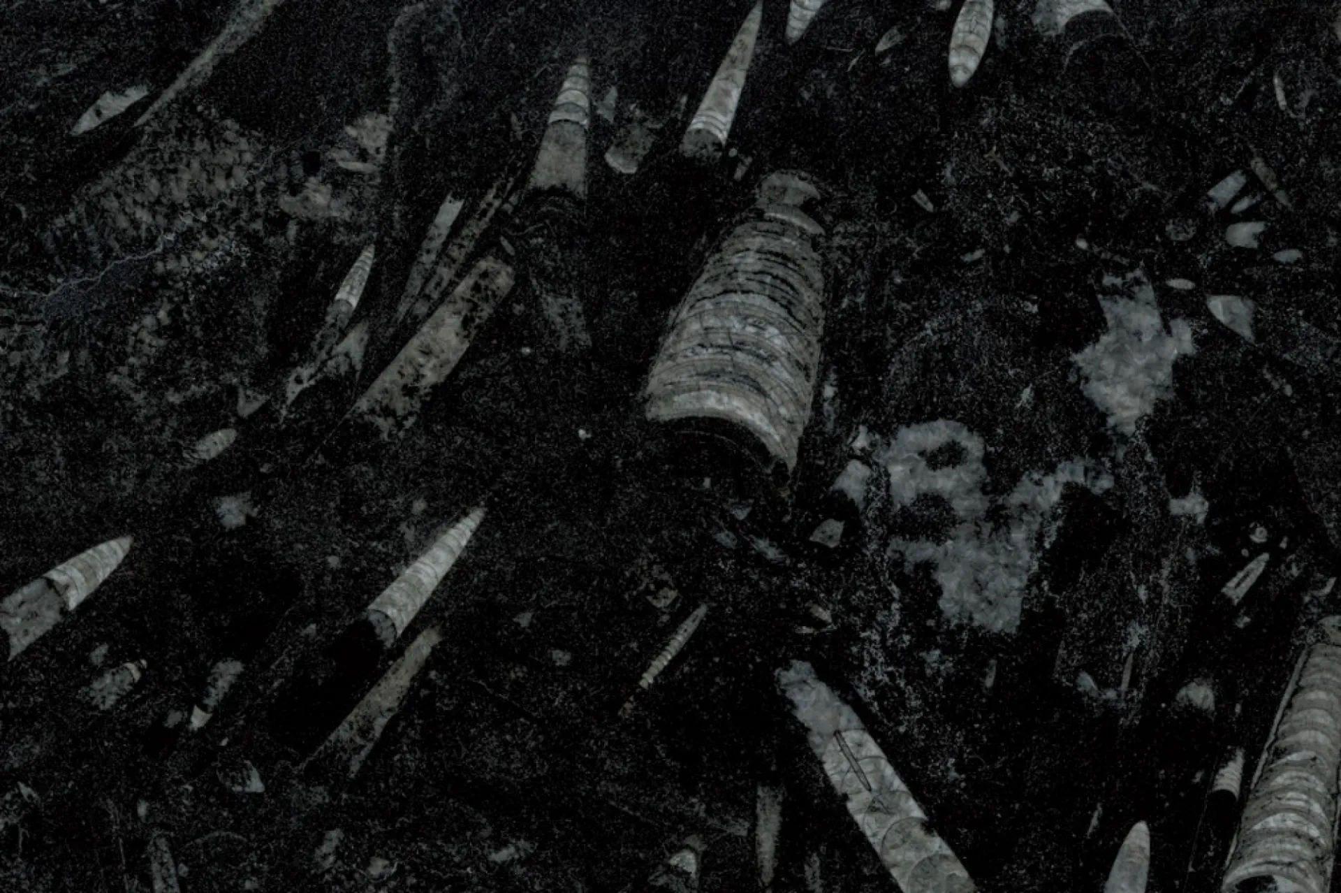 Fossil Black marbre noir