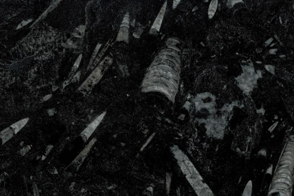 Fossil Black marbre noir