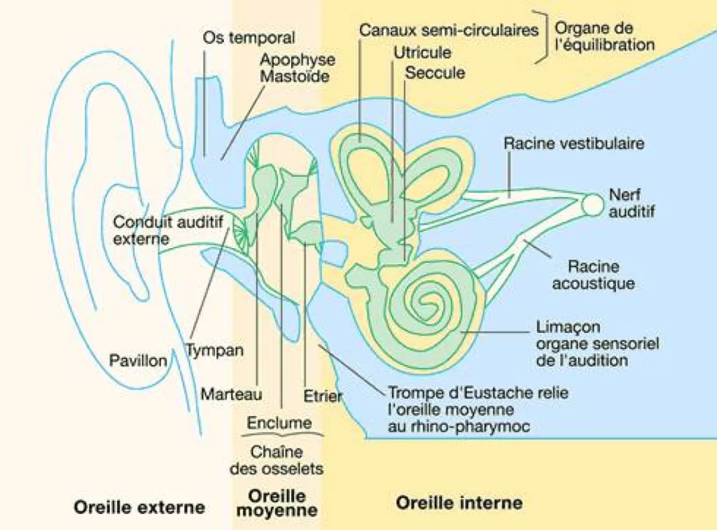 Le système auditif, comment ça marche ? comprendre son fonctionnement