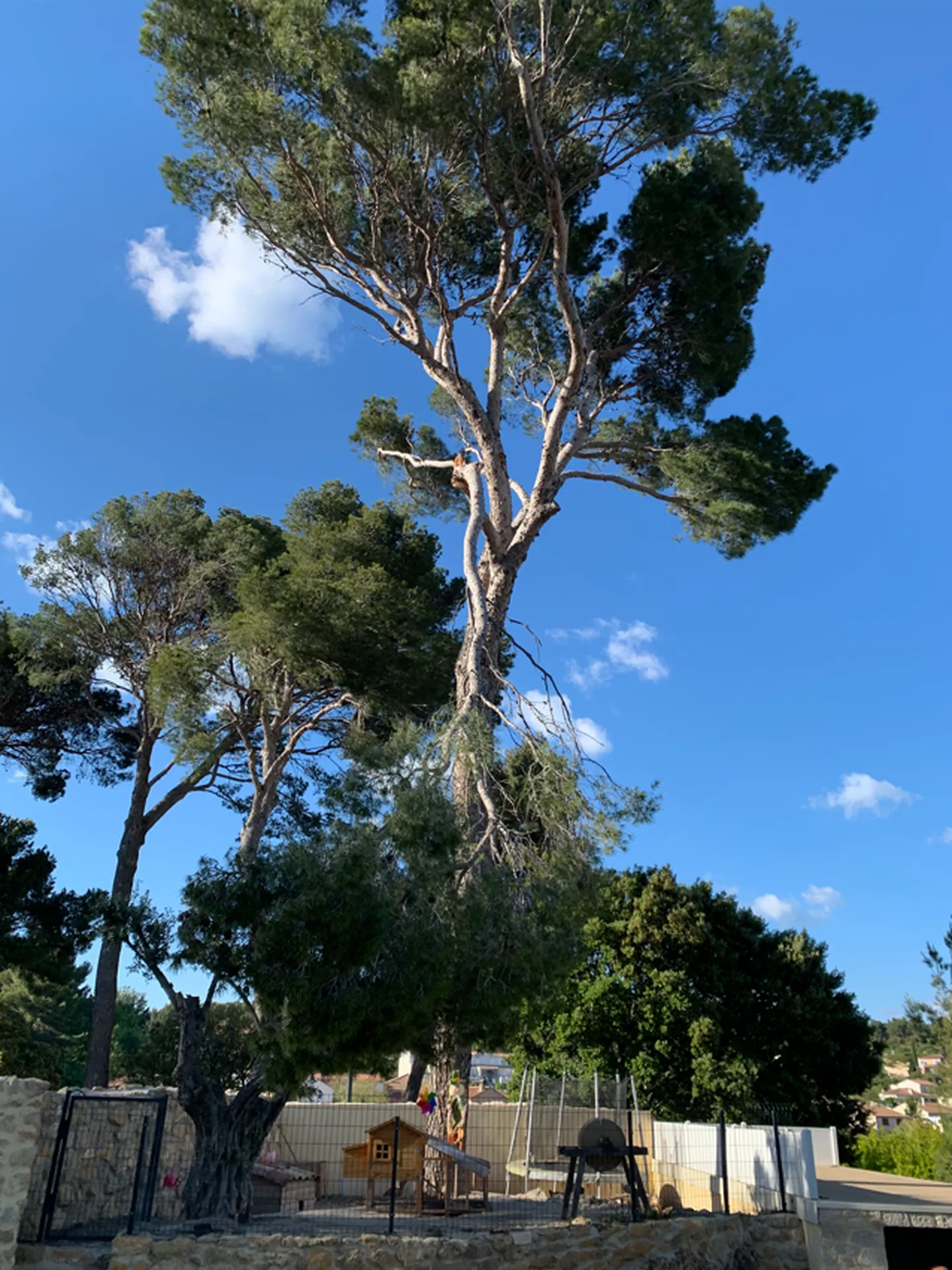 Élagage de pins par des professionnels dans les Bouches-du-Rhône, 13, garantissant des arbres en pleine santé et un entretien sécurisé