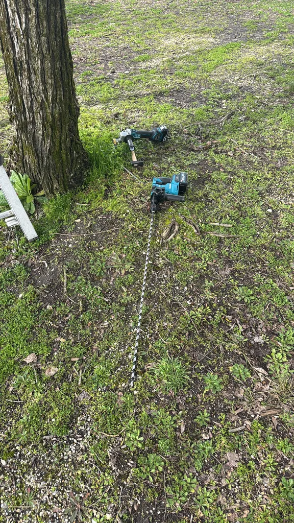 Brochage d'un arbre à Bordeaux