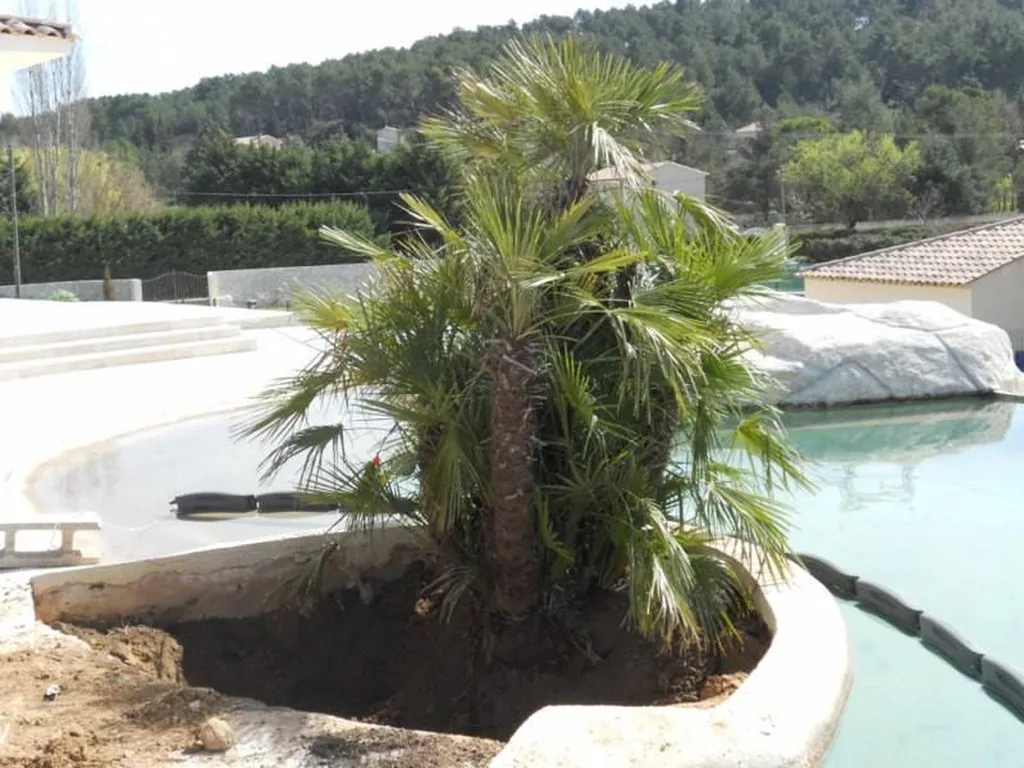 Plantation de palmiers par le paysagiste de Fuveau.