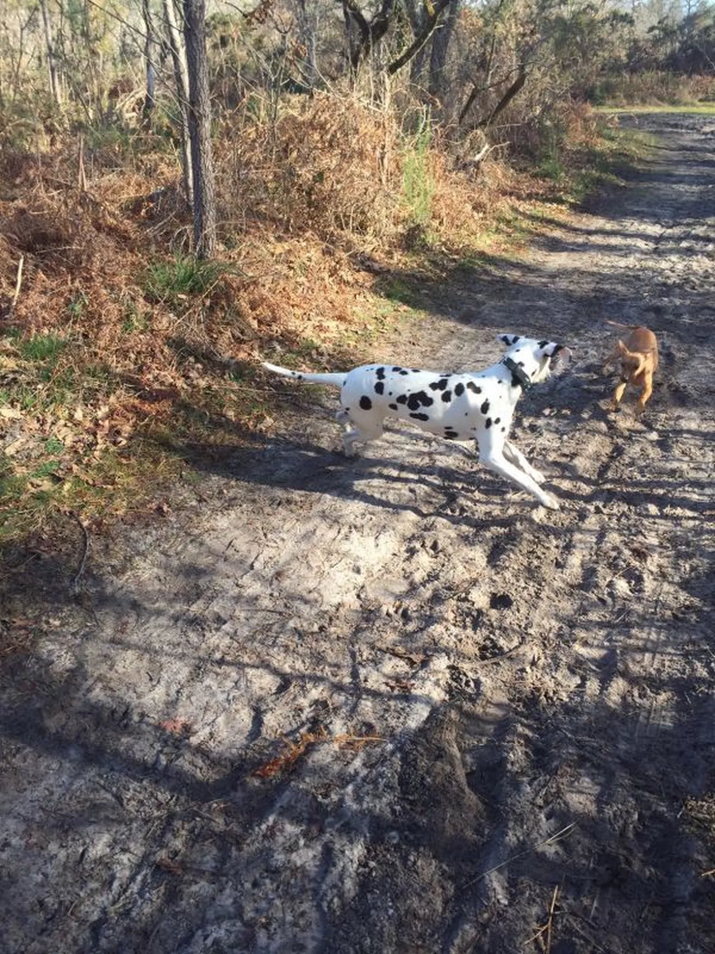 balade de chien sur le bassin d'arcachon