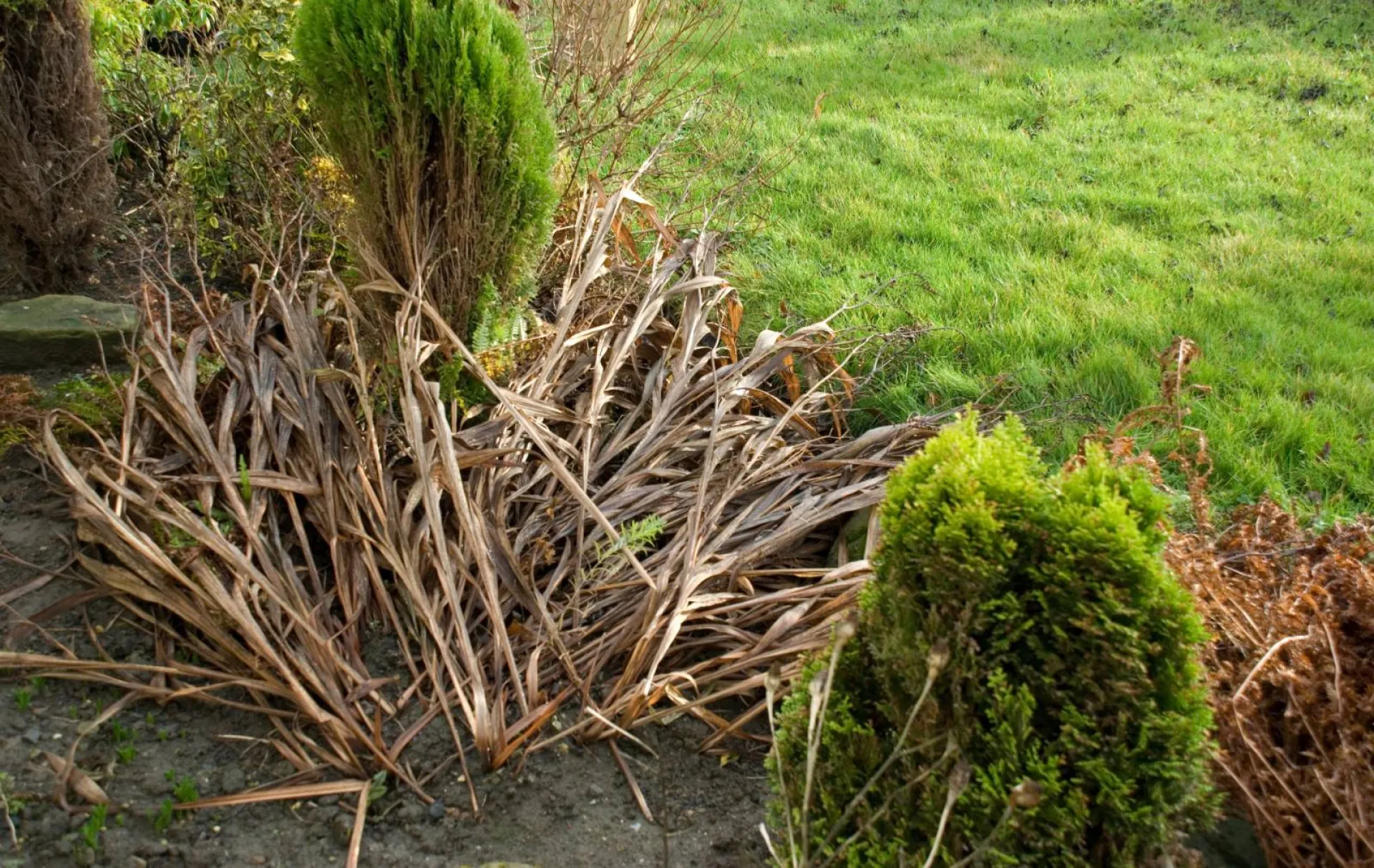 Débroussaillage de jardin à Nîmes dans le Gard