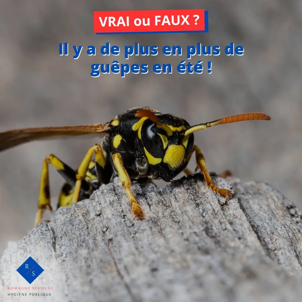 Guêpe 