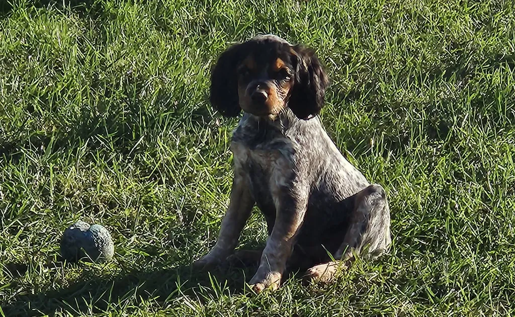 CHIOT EPAGNEUL BRETON