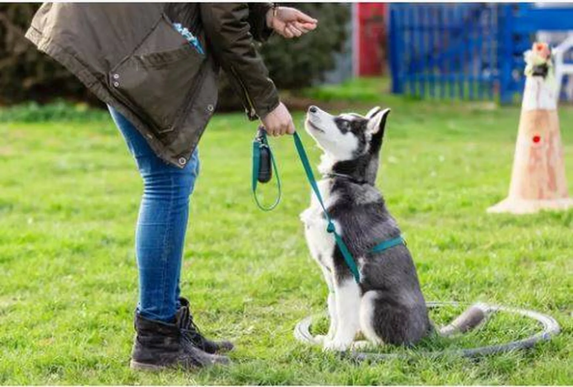 Devenir dresseur pour chien sur Arcachon et Lège Cap-Ferret