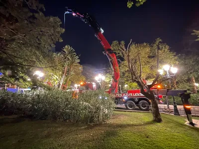 Levage pour transplantation de gros sujets à Monaco