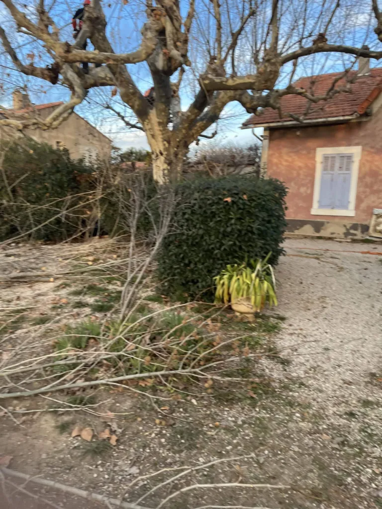 Taille de platane Berre l Etang