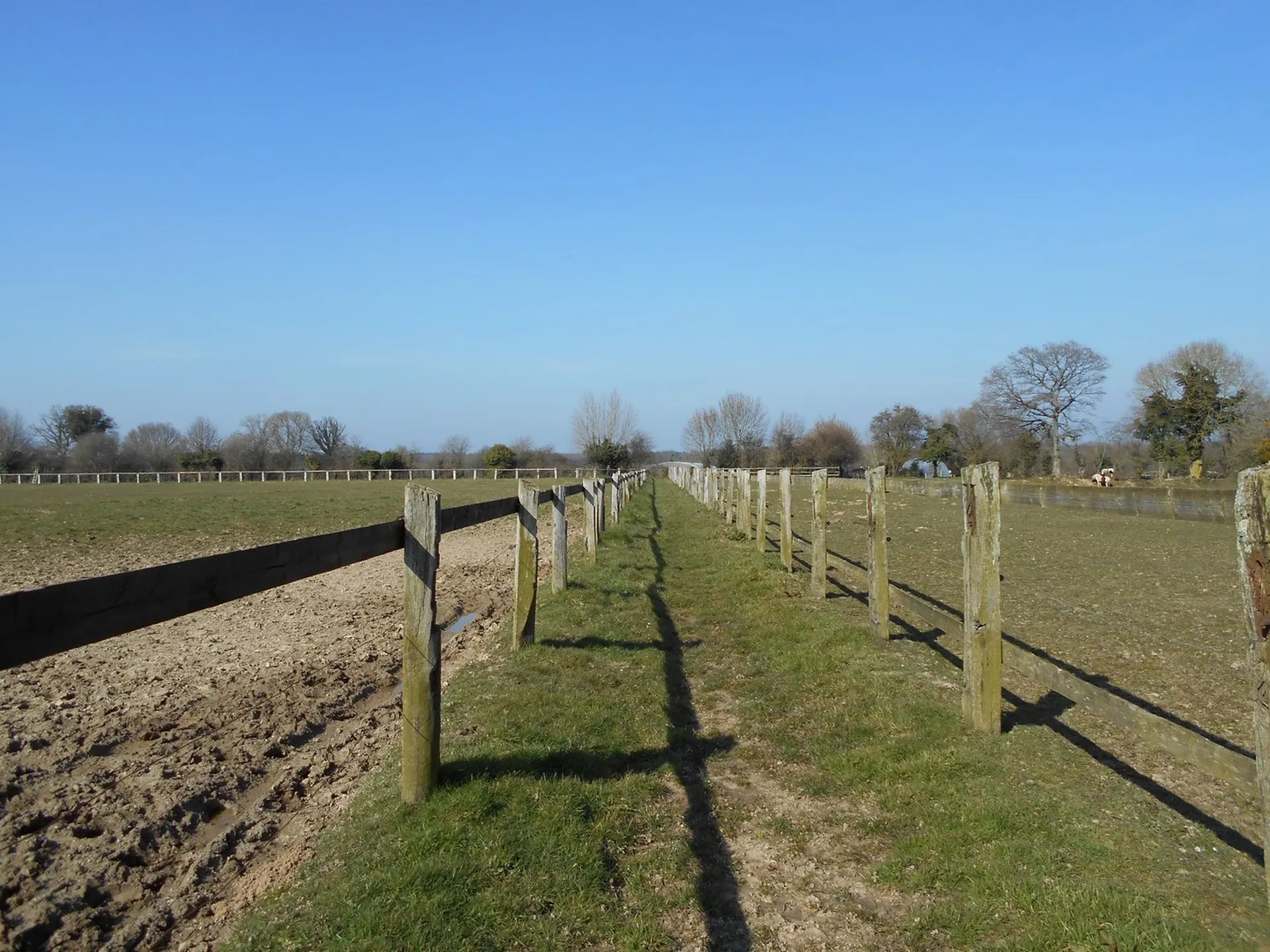 HERBAGE DE QUALITE POUR LES CHEVAUX A VENDRE, AGENCE DE LISIEUX TERRES ET DEMEURES DE NORMANDIE