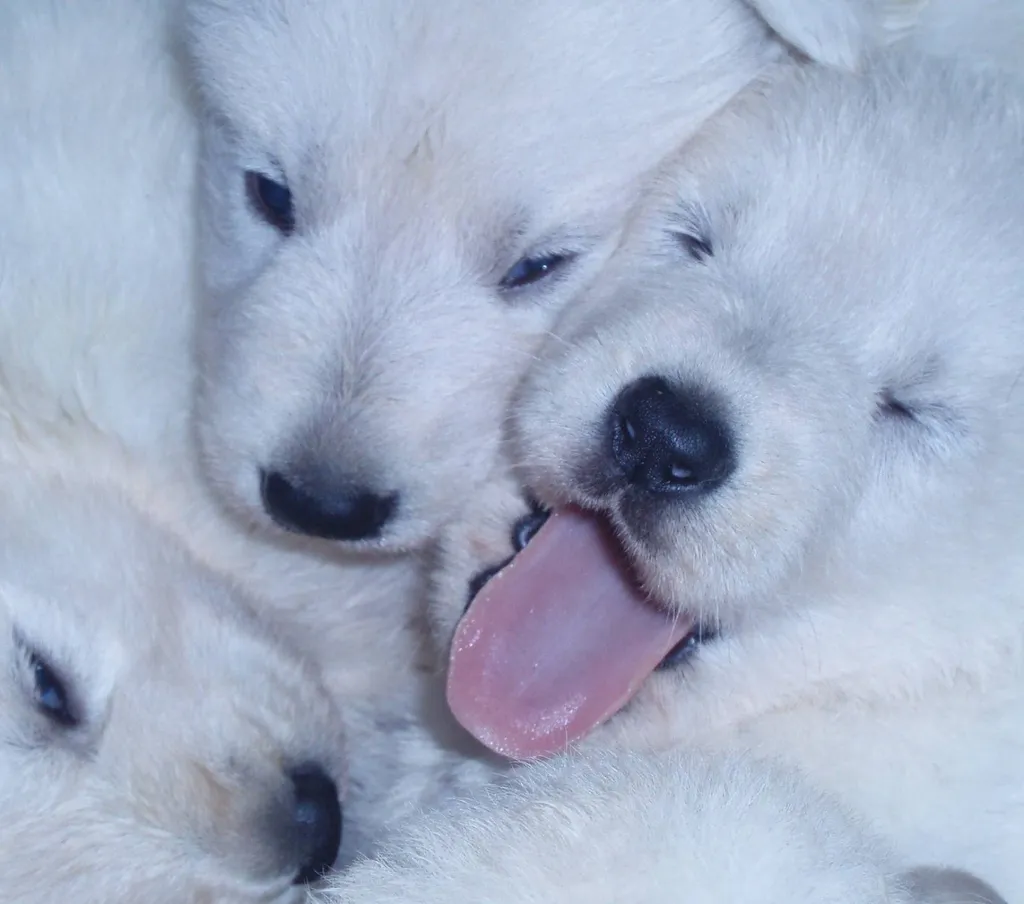 BERGER BLANC SUISSE AVIGNON