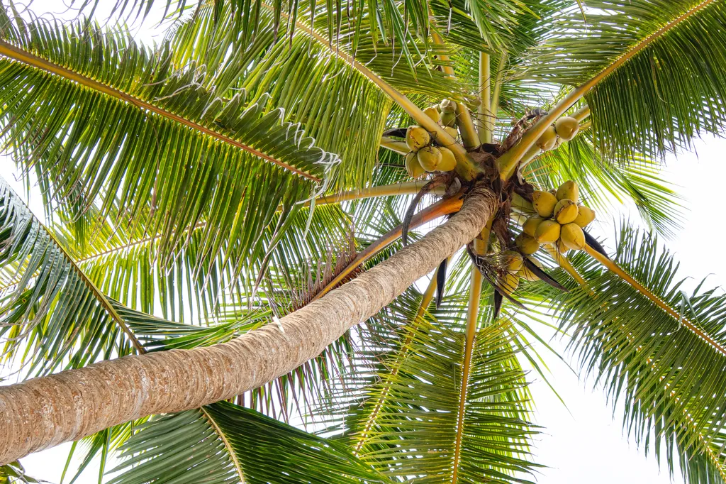 Vente de cocotiers haute tige et arbres grands sujets avec livraison et plantation à Montauban et en Tarn-et-Garonne