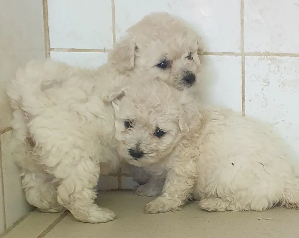 Chiots Bichon Frisé LOF en PACA – Portée Swett & Otto née à Avignon