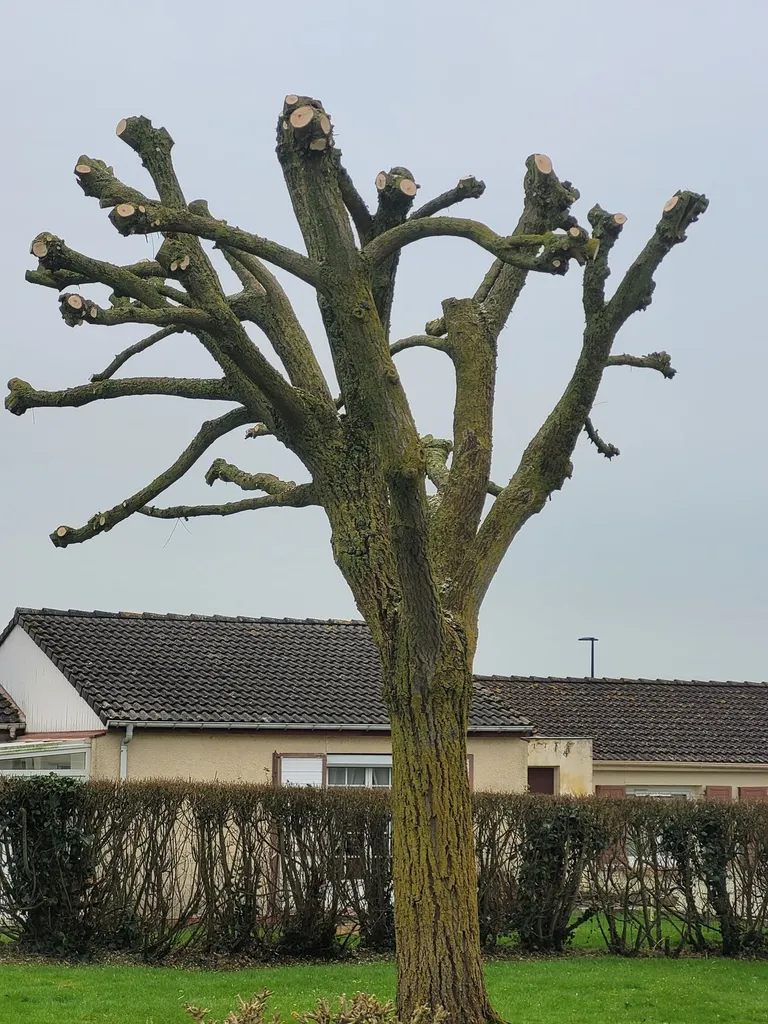 Élagueur à Saint-Jouin-Bruneval proche Le Havre : réalisation de la taille en tête de chat d'un saule pleureur