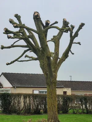 Élagueur à Saint-Jouin-Bruneval proche Le Havre : réalisation de la taille en tête de chat d'un saule pleureur