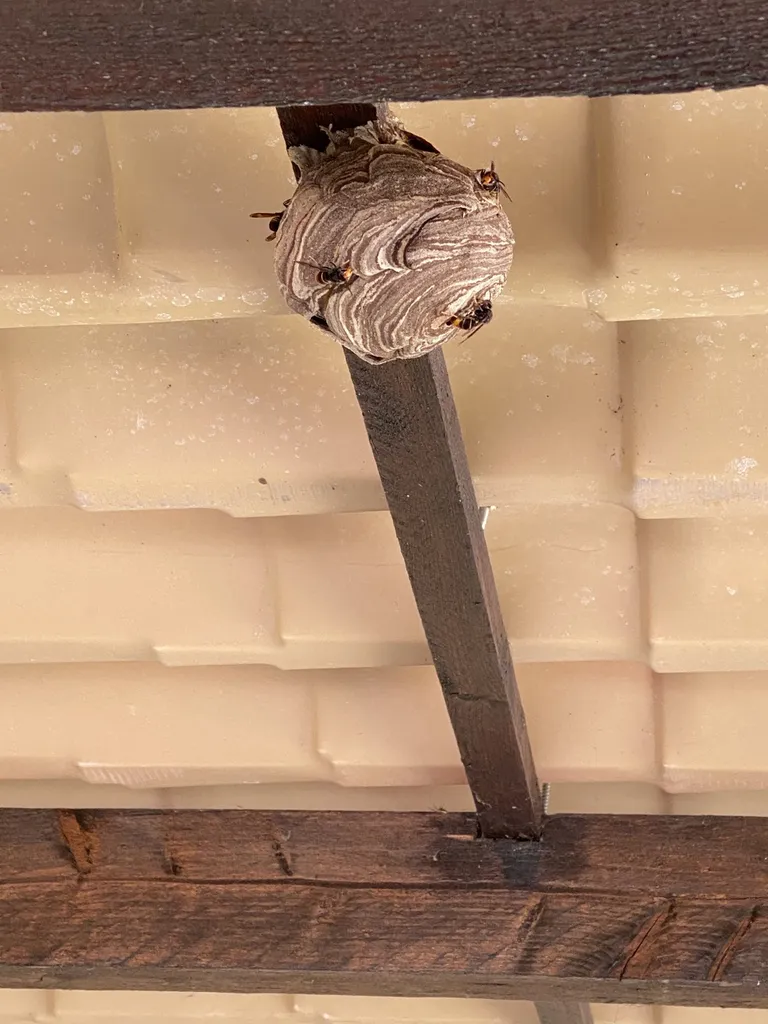 Traitement nid de frelons asiatiques sou un auvent sur la commune de La Ciotat dans les Bouches-du-Rhône (13)