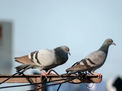Quelle est la solution la plus efficace contre les pigeons ?