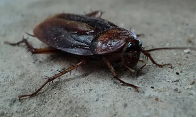 Invasion de blattes dans des combles à Cassis