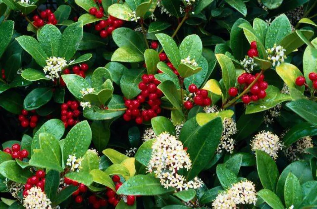 Commande de bouquet de roses pour mariage et livraison à Neuilly sur Seine