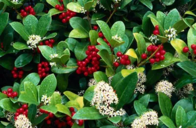 Commande de bouquet de roses pour mariage et livraison à Neuilly sur Seine