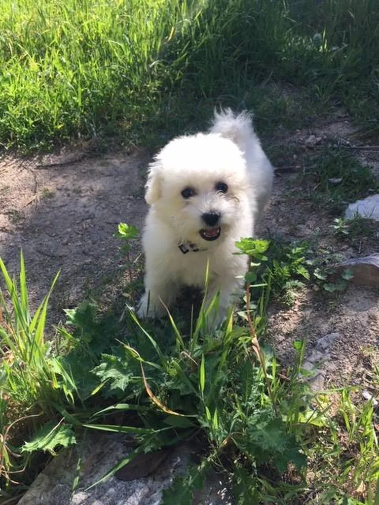 caractéristiques de la race lof Bichon Frisé