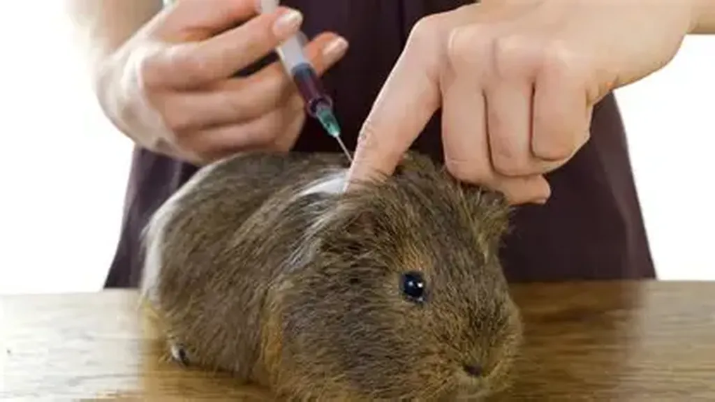 vaccination des nac à marseille