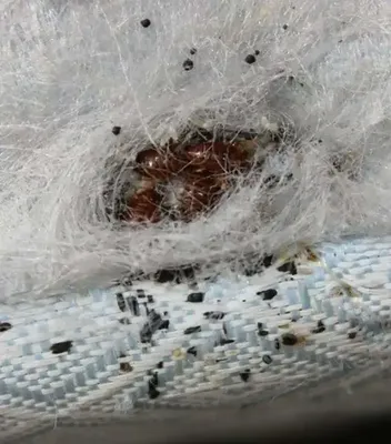 Intervention professionnelle contre les punaises de lit à Villefranche sur Saône : dites adieu à ce parasite !