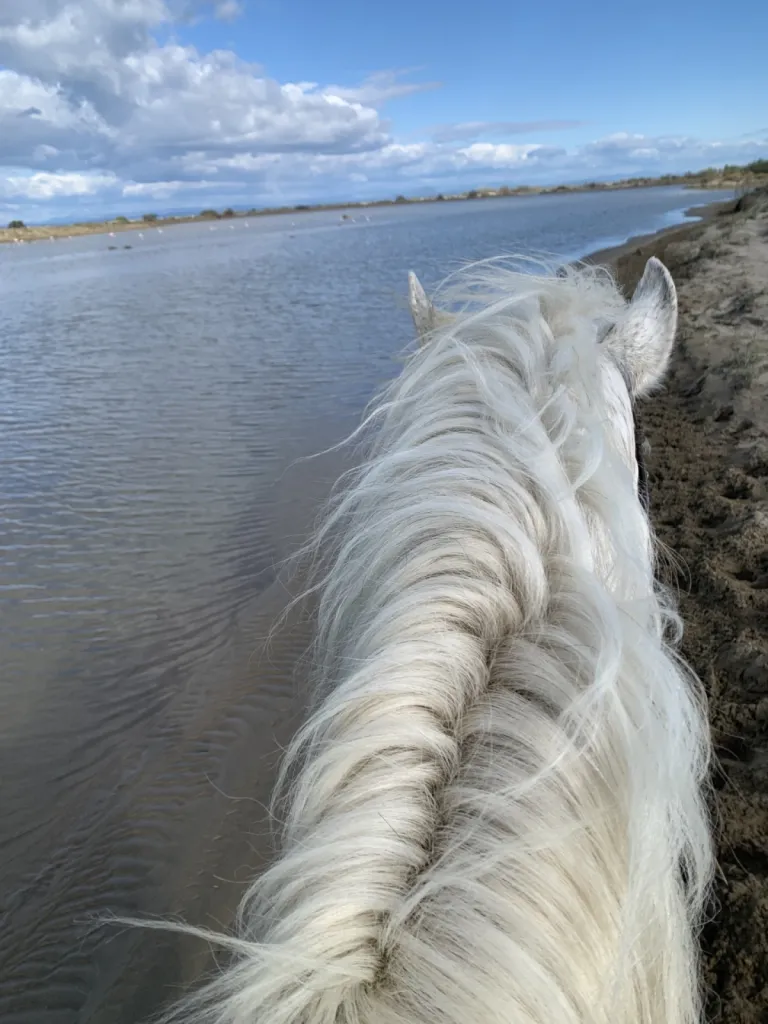 Balade à cheval de 1h30 à 2h en bord de mer en Camargue