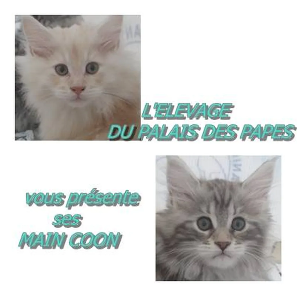 MAÏNE COON DU PALAIS DES PAPES