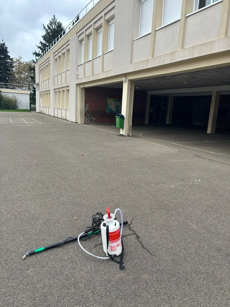 Destruction nids de guêpes / nids de frelons 