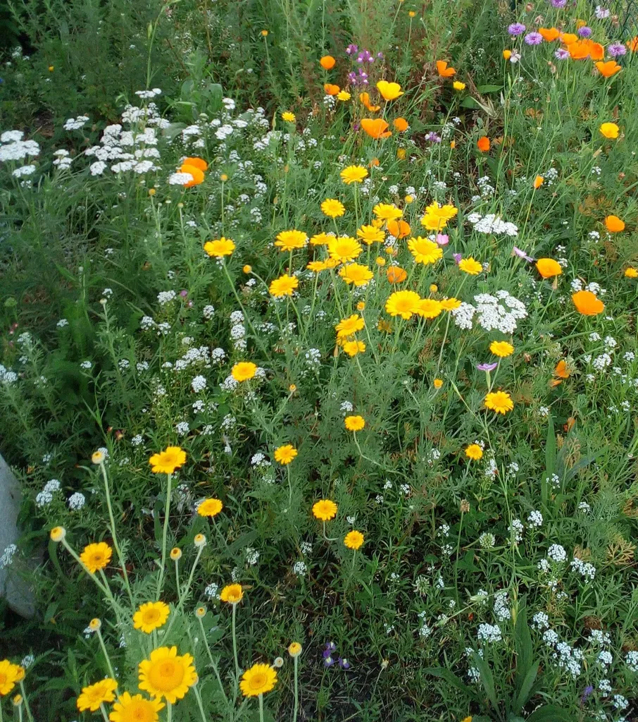 Prairie fleurieCréer et entretenir une prairie fleurie sur mesure dans mon jardin situé dans les Landes