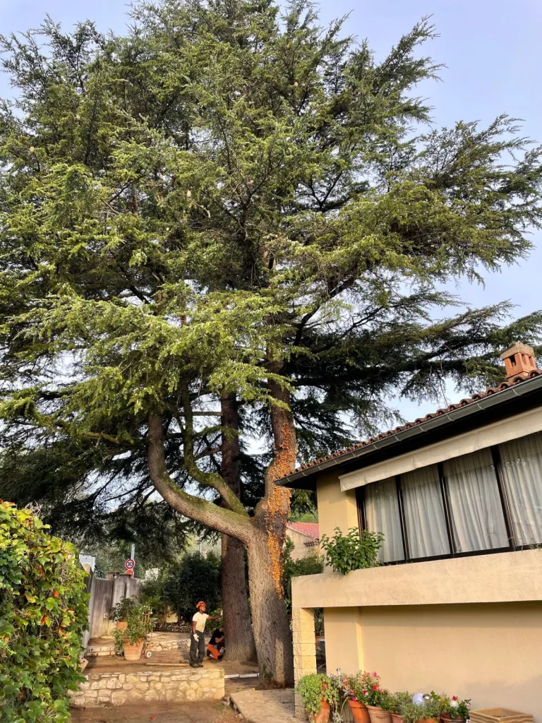 Entreprise spécialisée dans l'abattage d'arbre par démontage vers Villeneuve les Avignon (Gard)