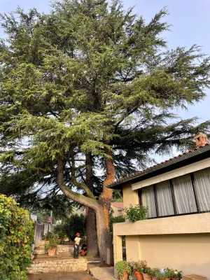 Entreprise spécialisée dans l'abattage d'arbre par démontage vers Villeneuve les Avignon (Gard)