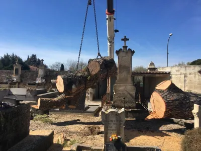 Société d'élagage dans le Gard pour abattre un pin d’Alep