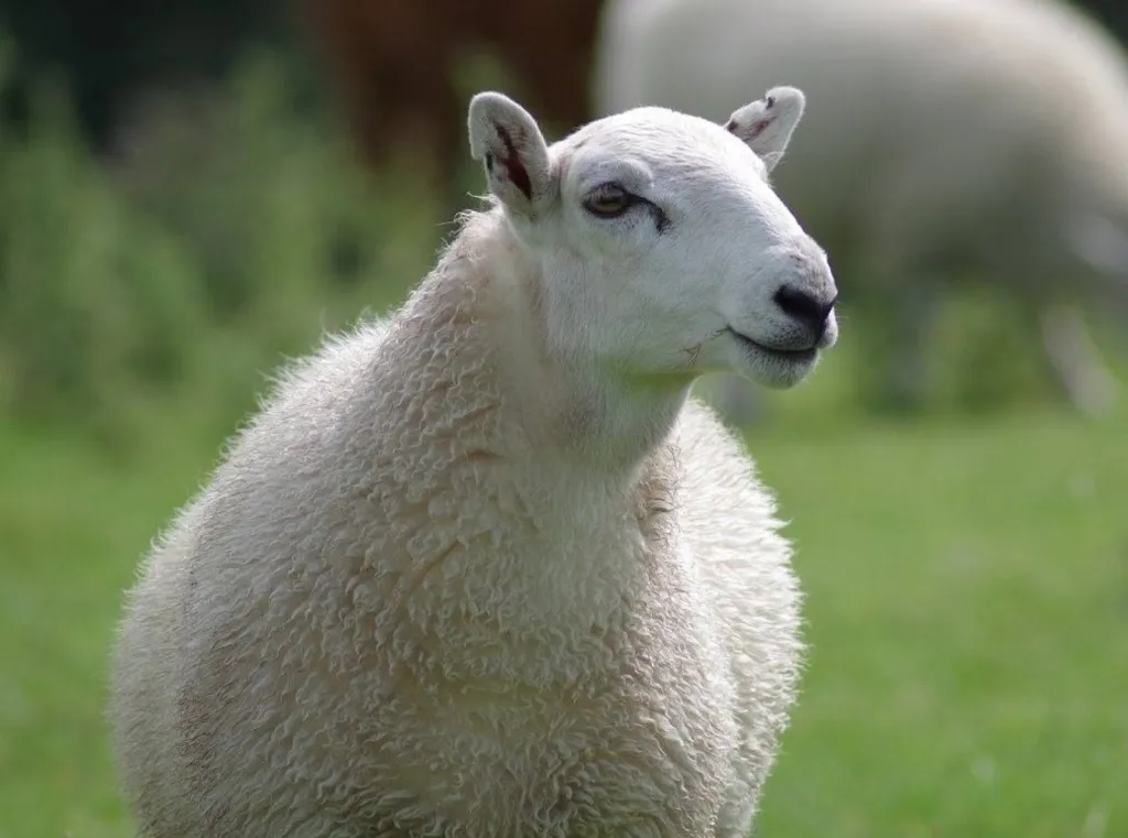 Producteur de fromage de brebis BIO Auvergne