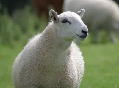 Producteur de fromage de brebis BIO Auvergne