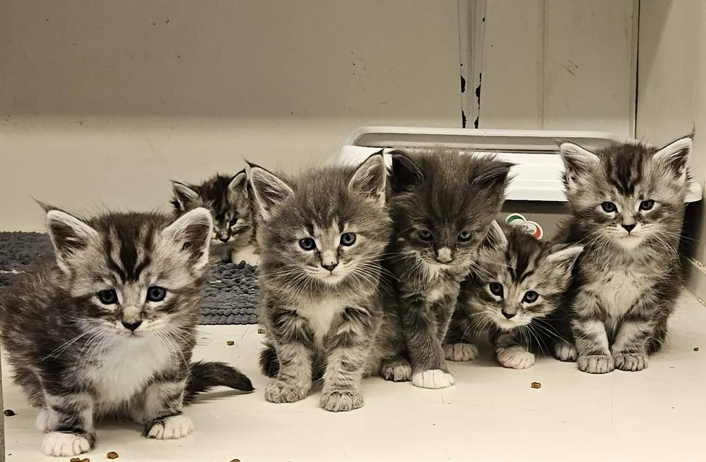 Chatons Maine Coon LOOF à réserver – nés le 9 avril 2026