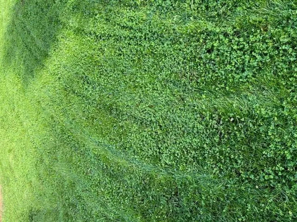 Votre paysagiste plante un gazon avec du micro-trèfle à Mezos