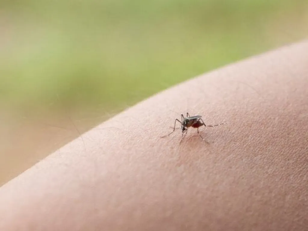 Qu’est-ce qui attire les moustiques ?